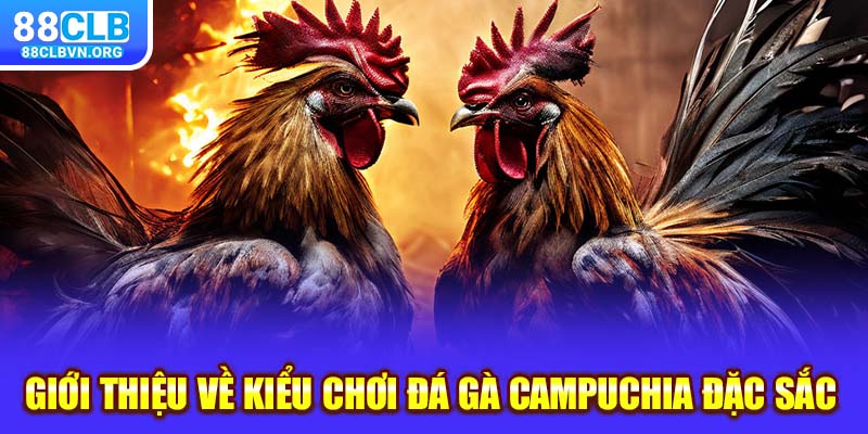 Giới thiệu về kiểu chơi đá gà Campuchia đặc sắc